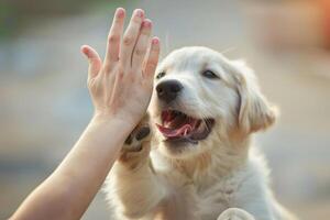 Funny dog doing high five with the owner. photo