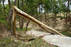 Broken tree nature background wallpaper photo