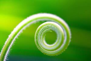 Close up The young shoots of plants curl into a spiral that resembles the law of the golden ratio. photo