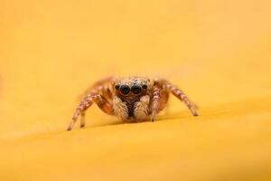 Spiders jumping on leaves. Captured with a close-up macro, the details of the little spider are displayed. photo