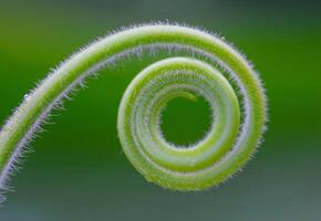 Close up The young shoots of plants curl into a spiral that resembles the law of the golden ratio. photo