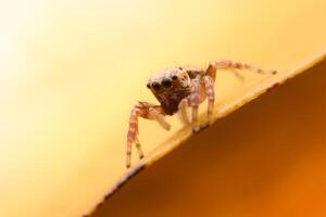 Spiders jumping on leaves. Captured with a close-up macro, the details of the little spider are displayed. photo