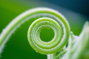 Close up The young shoots of plants curl into a spiral that resembles the law of the golden ratio. photo