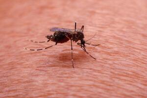 A mosquito that carries dengue fever and Zika virus is sucking blood on a person's skin. photo