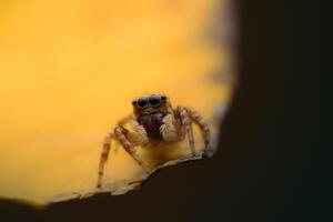 Spiders jumping on leaves. Captured with a close-up macro, the details of the little spider are displayed. photo