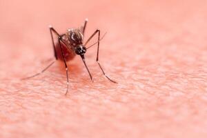 A mosquito that carries dengue fever and Zika virus is sucking blood on a person's skin. photo