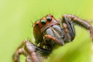 Spiders jumping on leaves. Captured with a close-up macro, the details of the little spider are displayed. photo