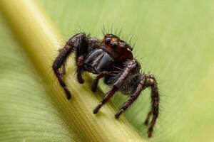 Spiders jumping on leaves. Captured with a close-up macro, the details of the little spider are displayed. photo