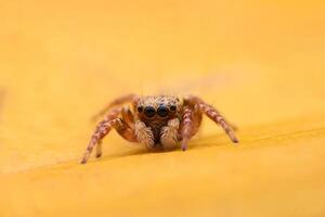 Spiders jumping on leaves. Captured with a close-up macro, the details of the little spider are displayed. photo