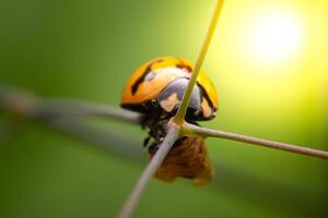 Closeup of a single orange-yellow beetle clinging to the tip of a grass plant on a green background. photo