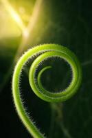 Close up The young shoots of plants curl into a spiral that resembles the law of the golden ratio. photo