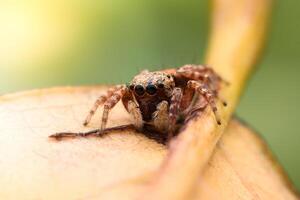 Spiders jumping on leaves. Captured with a close-up macro, the details of the little spider are displayed. photo