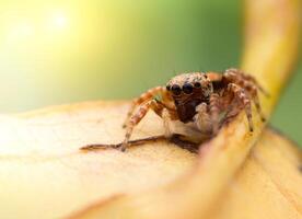 Spiders jumping on leaves. Captured with a close-up macro, the details of the little spider are displayed. photo