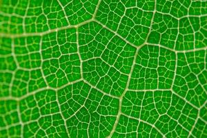 Close-up Leaf patterns that indicate monocotyledon or dicotyledon. photo