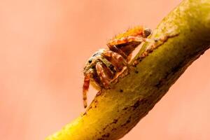 Spiders jumping on leaves. Captured with a close-up macro, the details of the little spider are displayed. photo