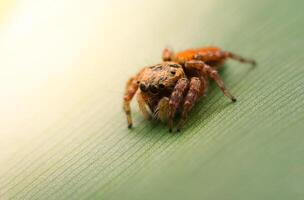 Spiders jumping on leaves. Captured with a close-up macro, the details of the little spider are displayed. photo