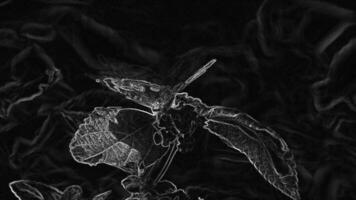 Abstract, Glowing Light Butterfly Motion Background video