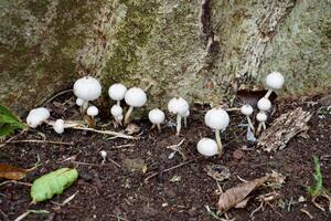 Groups of white fungi mushroom on park or forest soil ground isolated on horizontal ratio tree trunk background. photo