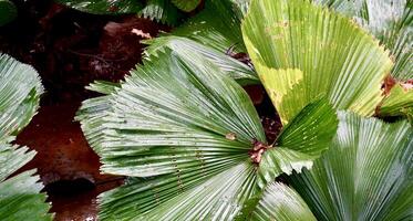 Wet rain water droplets on wide striped ruffled fan palm green leaf surfaces isolated on horizontal ratio background photography. photo