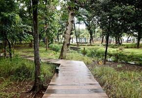 Calming wooden path walk way bridge with no hand railing isolated on horizontal ratio outdoor park green botanical flora grasses and trees background. photo