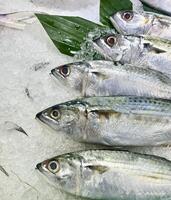 Close up raw fish on ice counter isolated on vertical ratio background. Fishmonger for shopping fish meat. photo