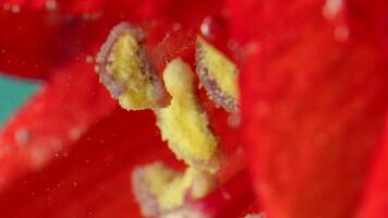 A bright red flower.Stock footage. Transparent water in which the flower was dipped in red and it was covered with bubbles and lies at the bottom. video