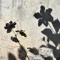 Shadow of a blooming flower on a concrete wall with the sunlight casting a clear silhouette of the petals and leaves photo