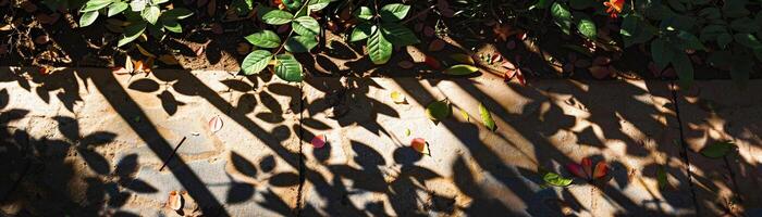 Multiple flower shadows are cast on the ground or a garden path, creating a pattern of overlapping silhouettes photo