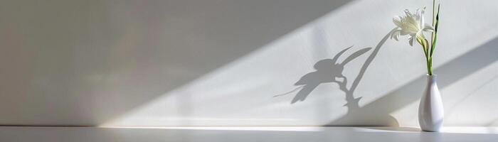 Shadow of a single flower in a vase with the light source creating an elongated shadow on a plain white wall photo