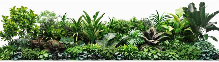 A minimalist garden with a monochromatic plant palette, such as varying shades of green, set against a clean white background photo