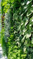 A vertical garden with neatly arranged plants growing on a white wall, the contrast between lush greenery and a clean background photo