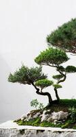 A minimalist garden with a collection of bonsai trees set against a clean white background photo