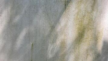 light texture with shading of leaves photo