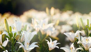 Lily flower in field with blur background photo