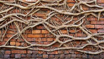 Brick wall texture background photo