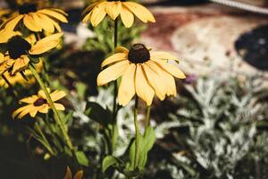 yellow flowers in the summer garden photo