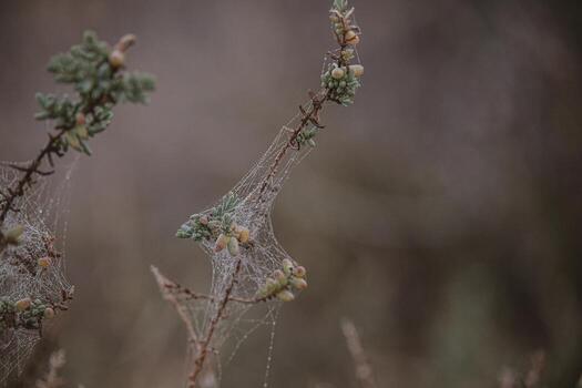 a branch with a spiderweb and dew drops on it photo