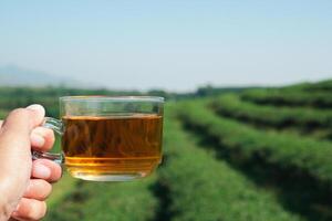 Hand holding a cup of hot tea with the tea plantation background. Space for text. Close-up photo. Beautiful nature. Space for text. Concept of beverage and relaxation photo