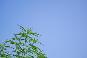 Close-up of marijuana green leaves swaying in the wind with the sky background. The texture of marijuana leaves. Concept of cannabis plantation for medical photo