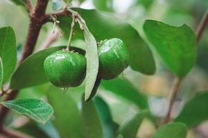 Close-up of unripe green cherries hanging from a branch with green leaves photo