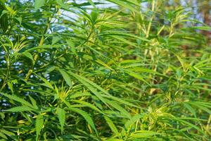 Close-up of cannabis plant growing at outdoors marijuana farm. The texture of marijuana leaves. Space for text. Concept of cannabis plantation for medical photo