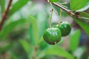 Close-up of unripe green cherries hanging from a branch with green leaves photo