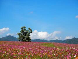Landscape of colorful cosmos flowers are blooming with mountains background photo