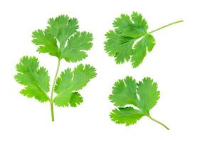 Top view set of fresh green coriander or Chinese parsley leaves isolated on white background with clipping path photo