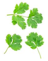 Top view set of fresh green coriander or Chinese parsley leaves isolated on white background with clipping path photo