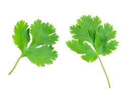 Top view set of fresh green coriander or Chinese parsley leaves isolated on white background with clipping path photo