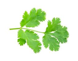 Top view set of fresh green coriander or Chinese parsley leaves isolated on white background with clipping path photo