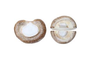 Top view set of fresh shiitake mushroom with halves or slices isolated on white background with clipping path photo