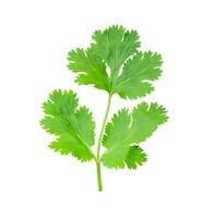 Top view set of fresh green coriander or Chinese parsley leaves isolated on white background with clipping path photo