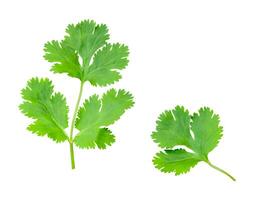 Top view set of fresh green coriander or Chinese parsley leaves isolated on white background with clipping path photo